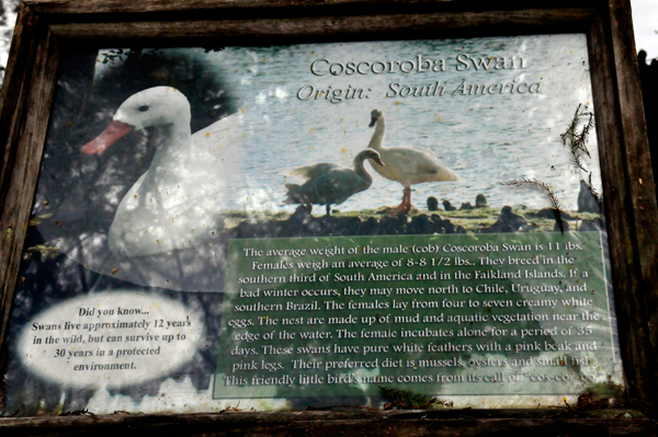 sign about the Coscorobas Swans